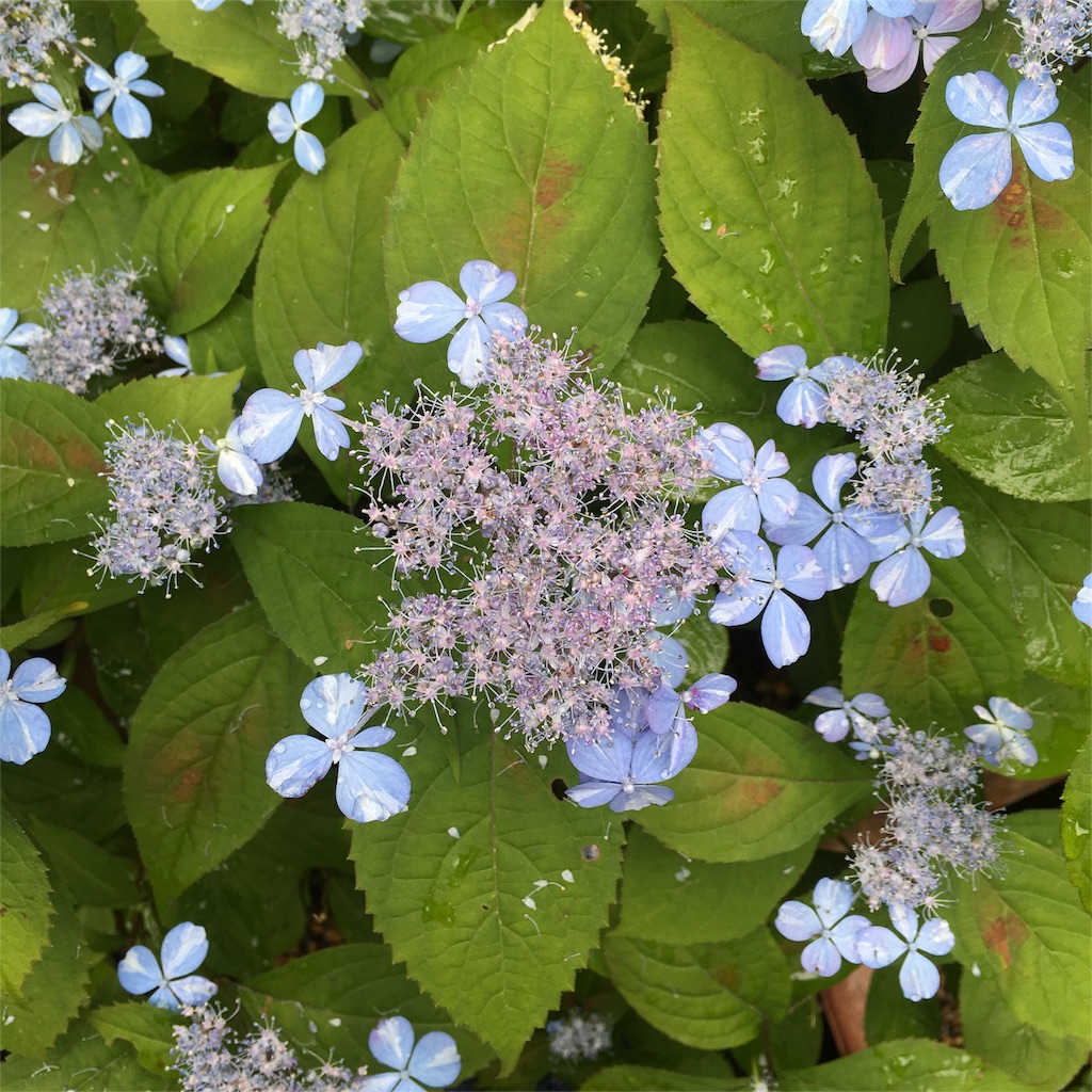 f:id:sprighascome:20160528202354j:image f:id:sprighascome:20160528202354j:image