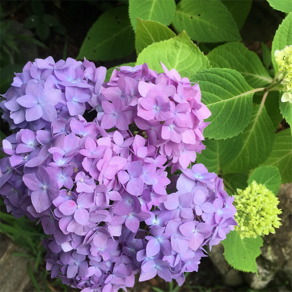 f:id:sprighascome:20160528202440j:image f:id:sprighascome:20160528202440j:image