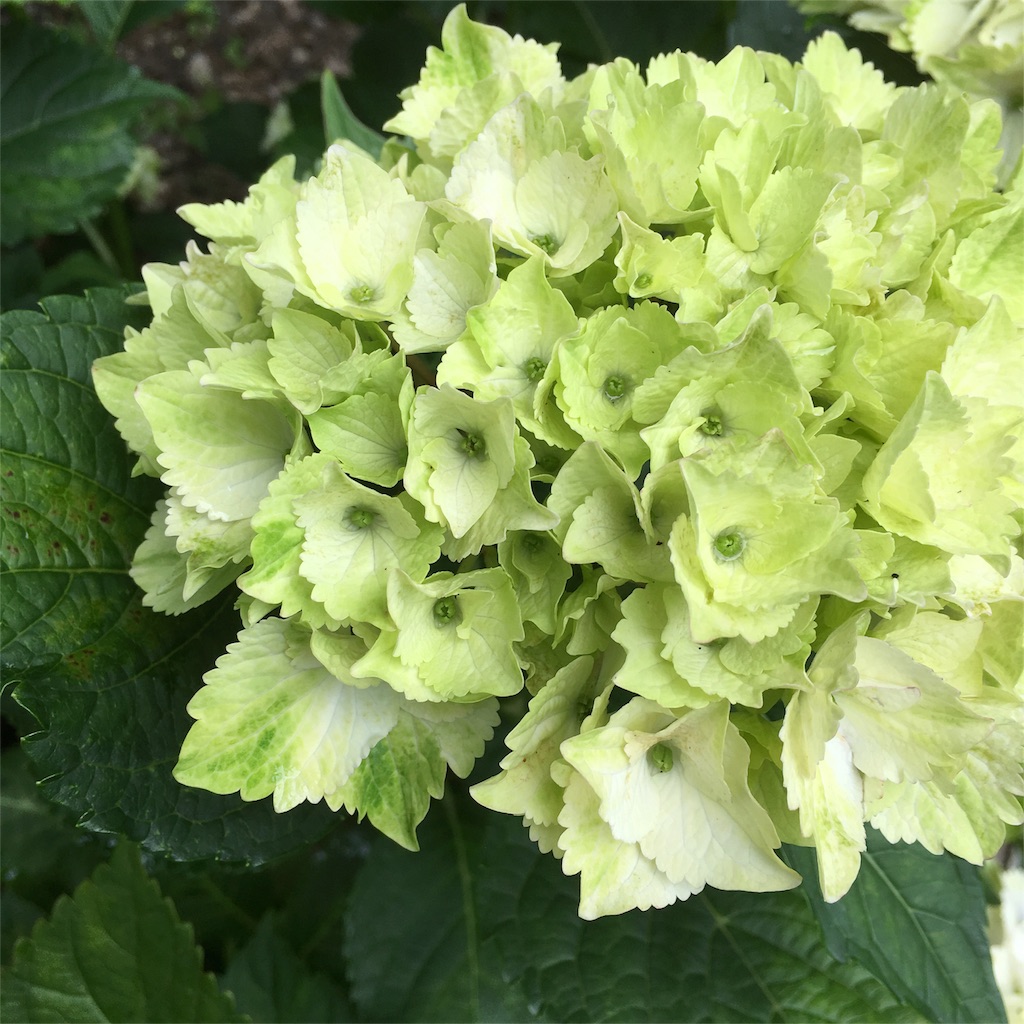 f:id:sprighascome:20160528202819j:image f:id:sprighascome:20160528202819j:image