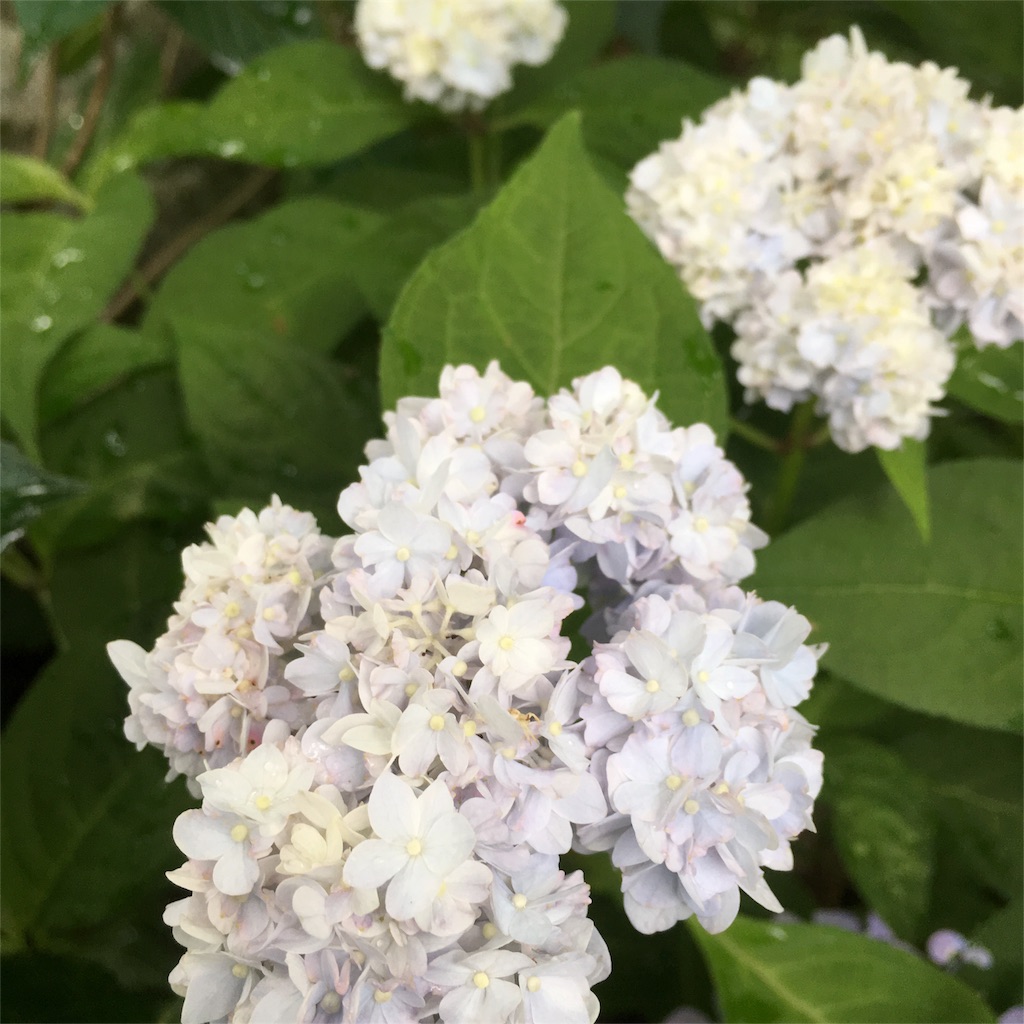 f:id:sprighascome:20160528202952j:image f:id:sprighascome:20160528202952j:image