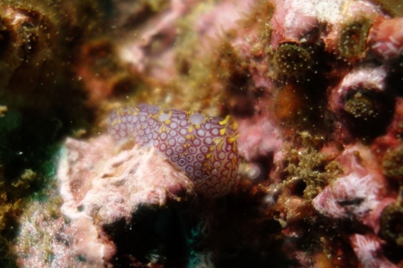 f:id:squidapache:20121208065447j:plain f:id:squidapache:20121208065447j:plain