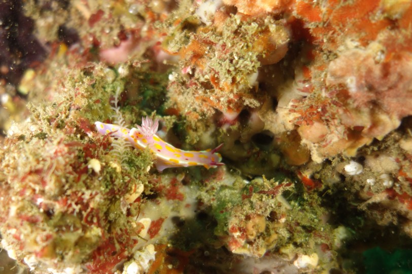 f:id:squidapache:20121208081831j:plain f:id:squidapache:20121208081831j:plain