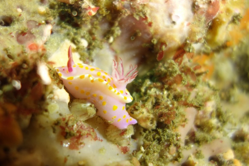 f:id:squidapache:20121208081843j:plain f:id:squidapache:20121208081843j:plain