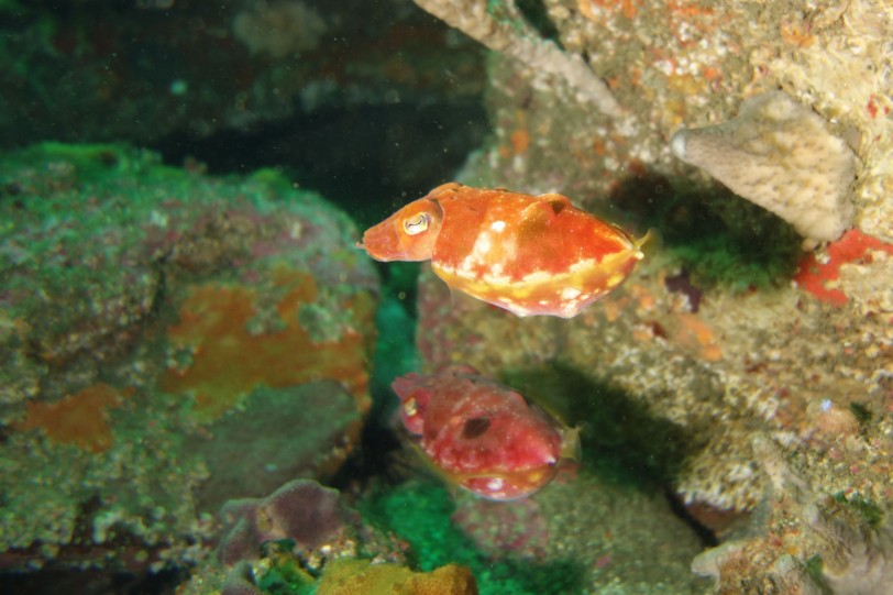 f:id:squidapache:20121208083101j:plain f:id:squidapache:20121208083101j:plain