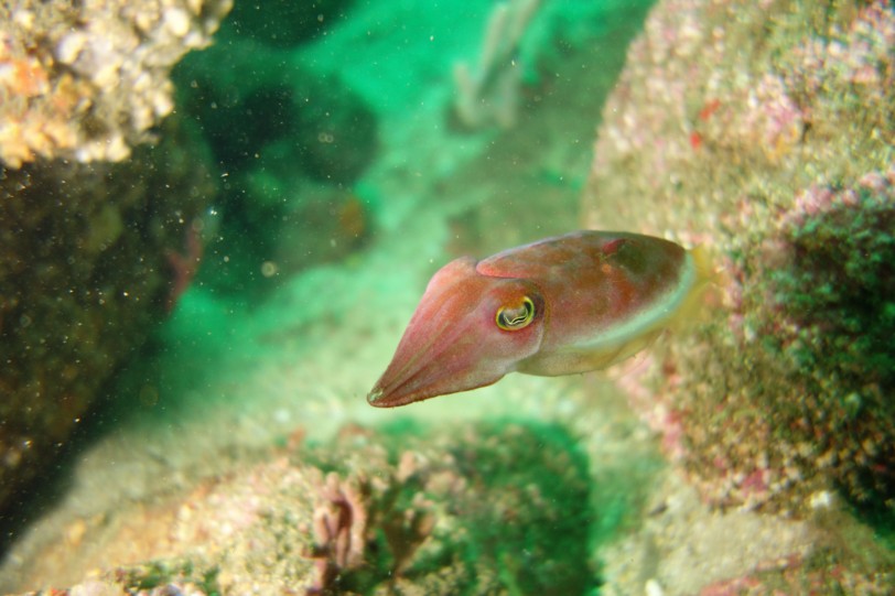 f:id:squidapache:20121208083231j:plain f:id:squidapache:20121208083231j:plain