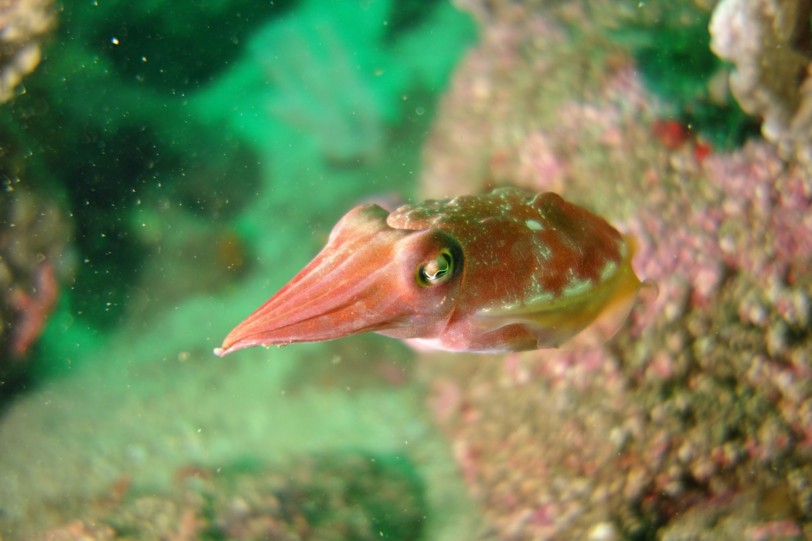 f:id:squidapache:20121208083236j:plain f:id:squidapache:20121208083236j:plain