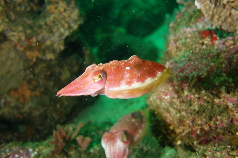 f:id:squidapache:20121208083243j:plain f:id:squidapache:20121208083243j:plain