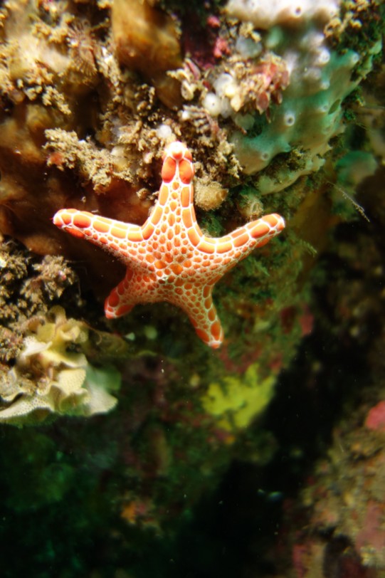 f:id:squidapache:20121208083541j:plain f:id:squidapache:20121208083541j:plain