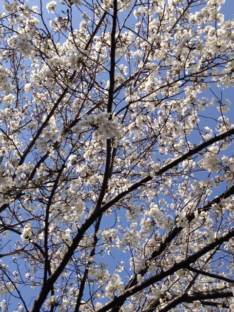 f:id:ssizen:20140401191044j:plain f:id:ssizen:20140401191044j:plain