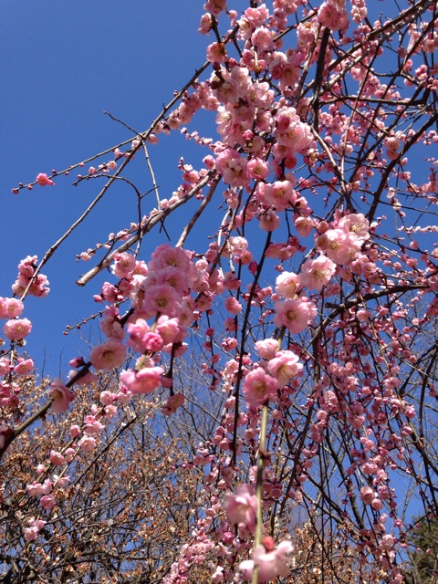 f:id:ssizen:20140411221148j:plain f:id:ssizen:20140411221148j:plain
