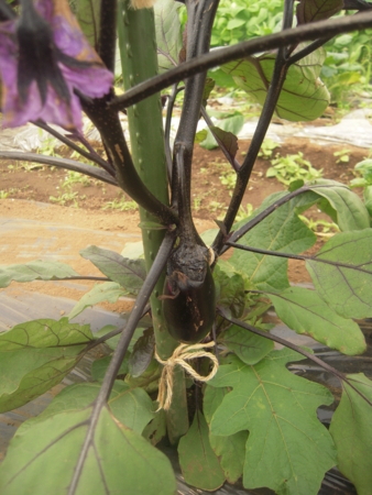 f:id:ssshumpei:20110604200443j:image f:id:ssshumpei:20110604200443j:image