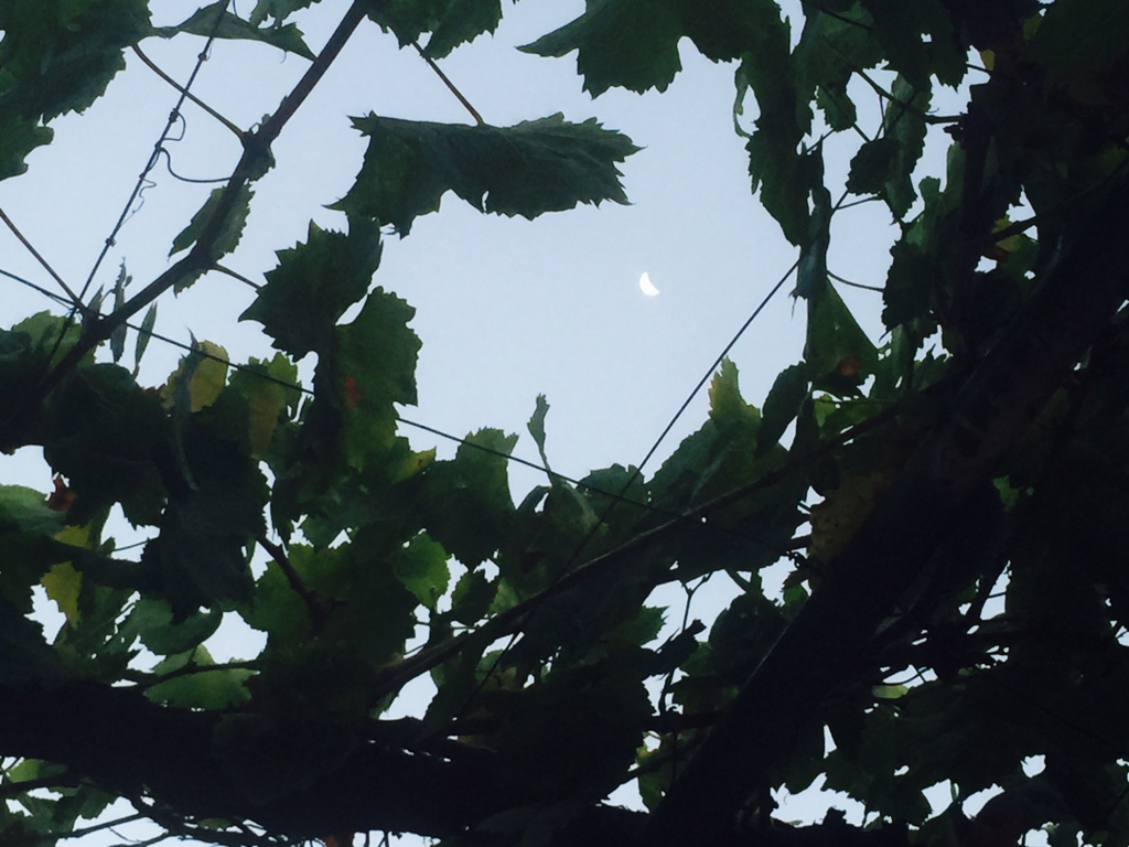 f:id:starchild910:20150809054657j:plain f:id:starchild910:20150809054657j:plain
