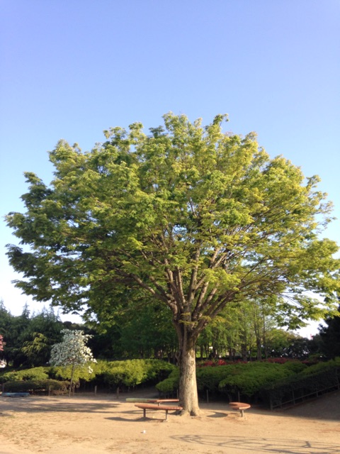 f:id:stein:20150426204952j:plain f:id:stein:20150426204952j:plain