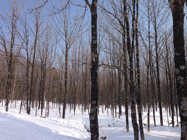 f:id:stone-ecology:20140301230928j:plain f:id:stone-ecology:20140301230928j:plain