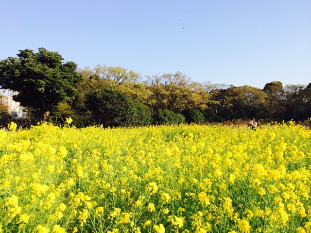 f:id:studio_pikake:20150403204506j:plain f:id:studio_pikake:20150403204506j:plain