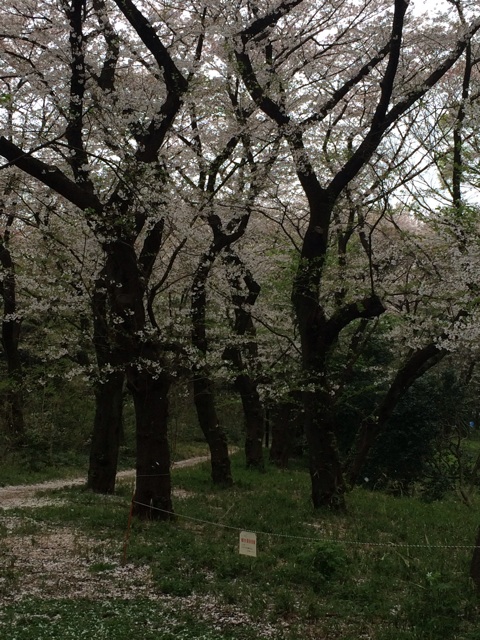 f:id:studio_pikake:20150405215933j:plain f:id:studio_pikake:20150405215933j:plain