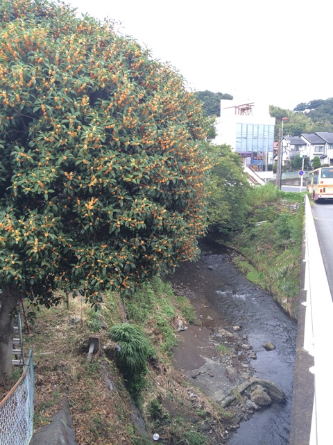 f:id:studio_pikake:20151010130550j:plain f:id:studio_pikake:20151010130550j:plain