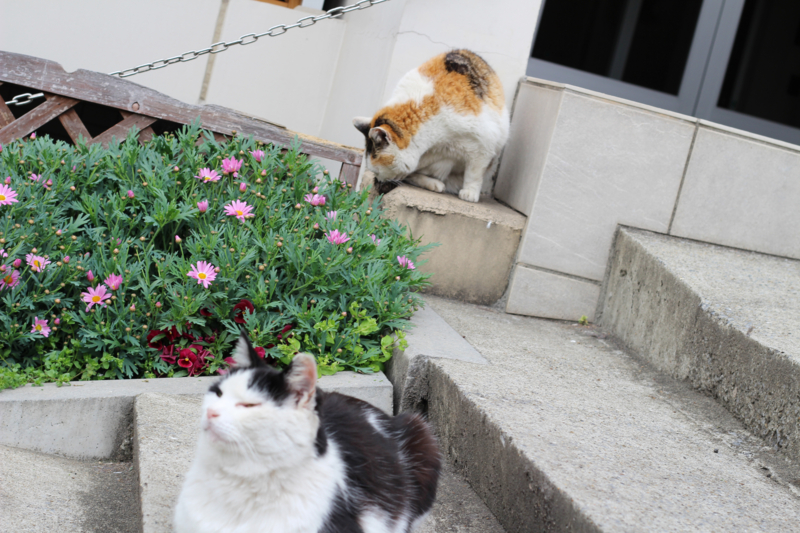 f:id:su9ita:20150514011118j:plain f:id:su9ita:20150514011118j:plain