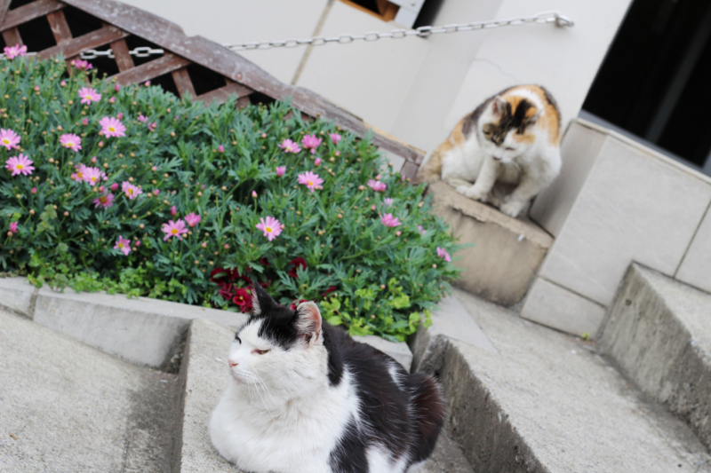 f:id:su9ita:20150514011144j:plain f:id:su9ita:20150514011144j:plain