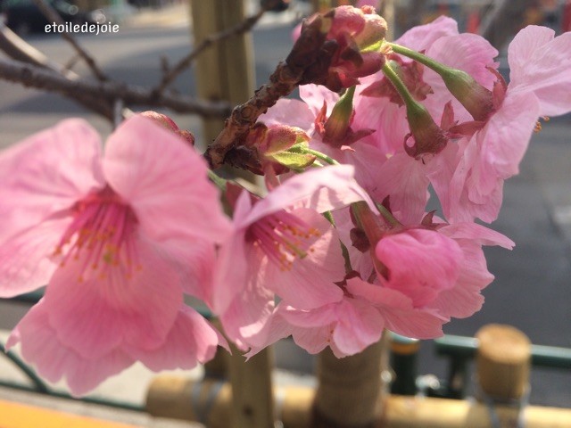 f:id:sucre-miel:20150321165901j:plain f:id:sucre-miel:20150321165901j:plain