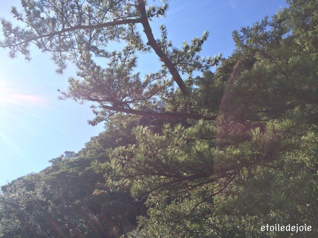 f:id:sucre-miel:20150423192449j:plain f:id:sucre-miel:20150423192449j:plain