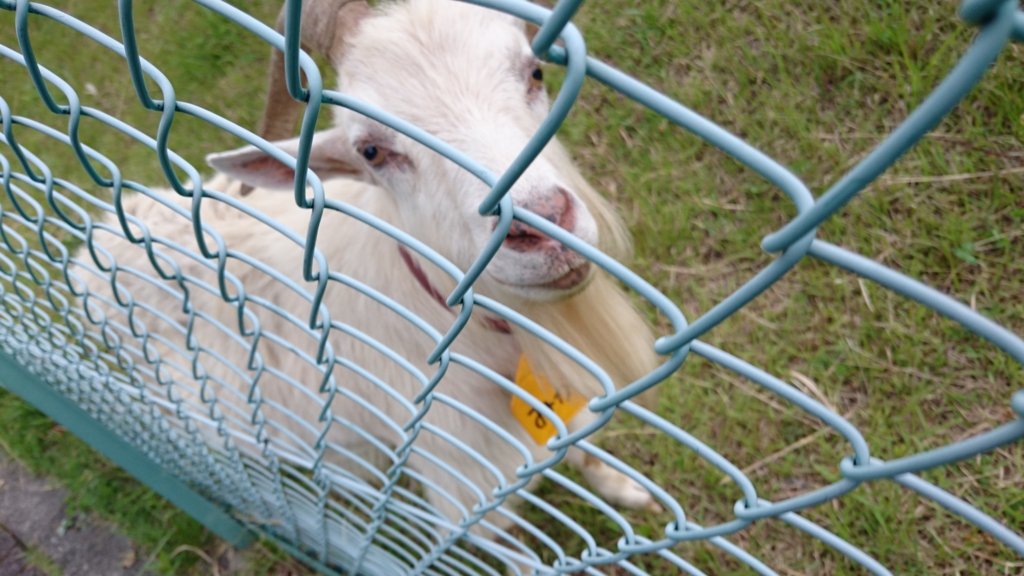 f:id:suga-satiko:20160607225932j:plain