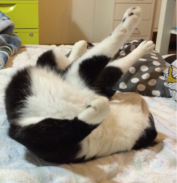 f:id:sugi770:20150622214633j:image f:id:sugi770:20150622214633j:image