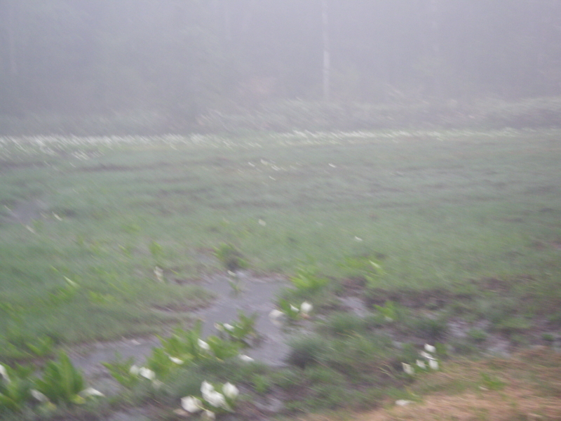 f:id:suika980:20120616103039j:image:w640 f:id:suika980:20120616103039j:image:w640