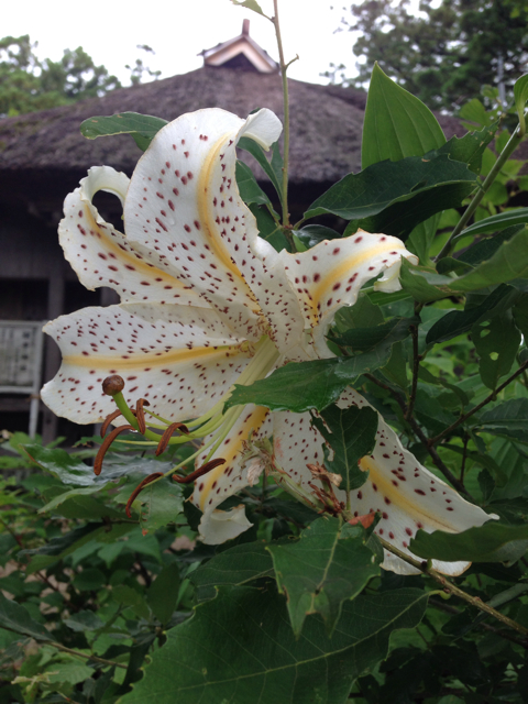 f:id:suika980:20130713153242j:plain f:id:suika980:20130713153242j:plain