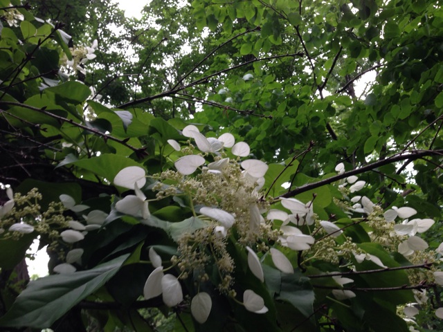 f:id:suika980:20140705213826j:plain f:id:suika980:20140705213826j:plain