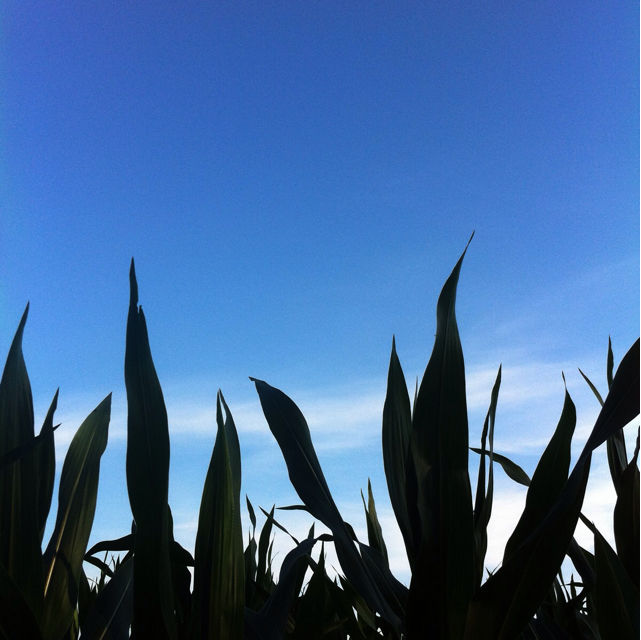 f:id:suikaotoko2013:20130718174209j:plain f:id:suikaotoko2013:20130718174209j:plain