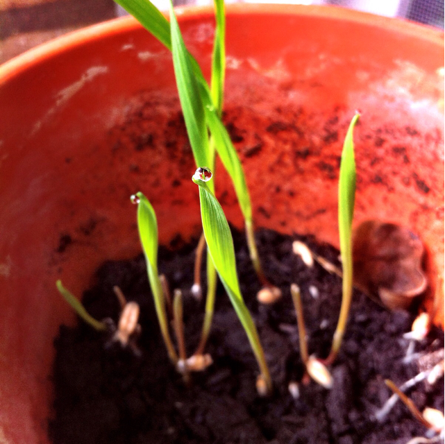 f:id:suikaotoko2013:20131013021141j:plain f:id:suikaotoko2013:20131013021141j:plain