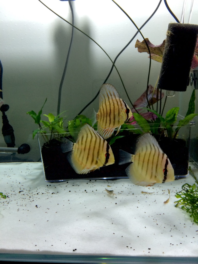 f:id:suisougakka:20151008205759j:image f:id:suisougakka:20151008205759j:image
