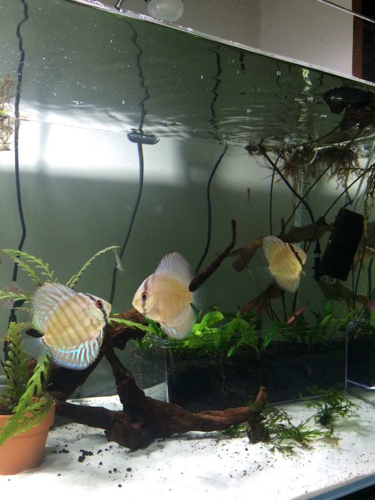 f:id:suisougakka:20151008210419j:image f:id:suisougakka:20151008210419j:image