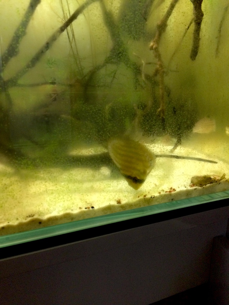 f:id:suisougakka:20151008213819j:image f:id:suisougakka:20151008213819j:image