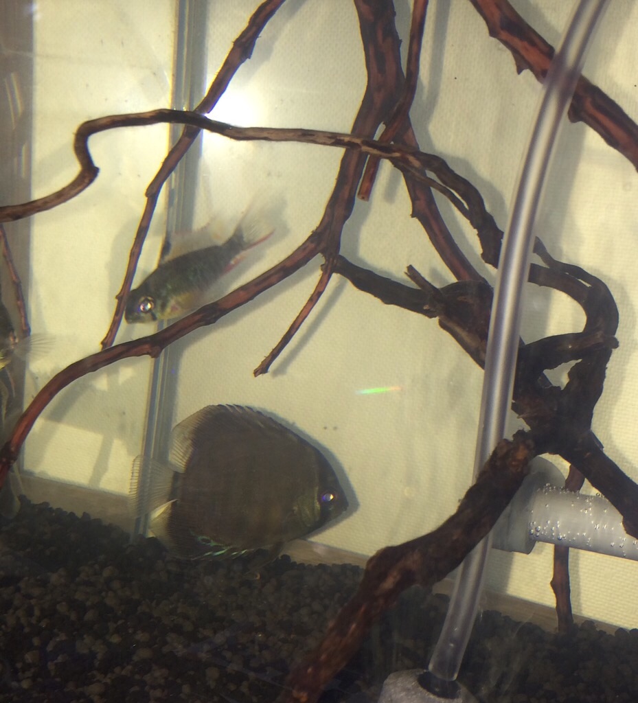 f:id:suisougakka:20151009231109j:image f:id:suisougakka:20151009231109j:image