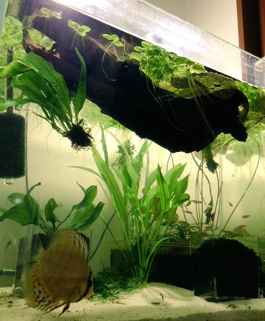 f:id:suisougakka:20151014230817j:image f:id:suisougakka:20151014230817j:image