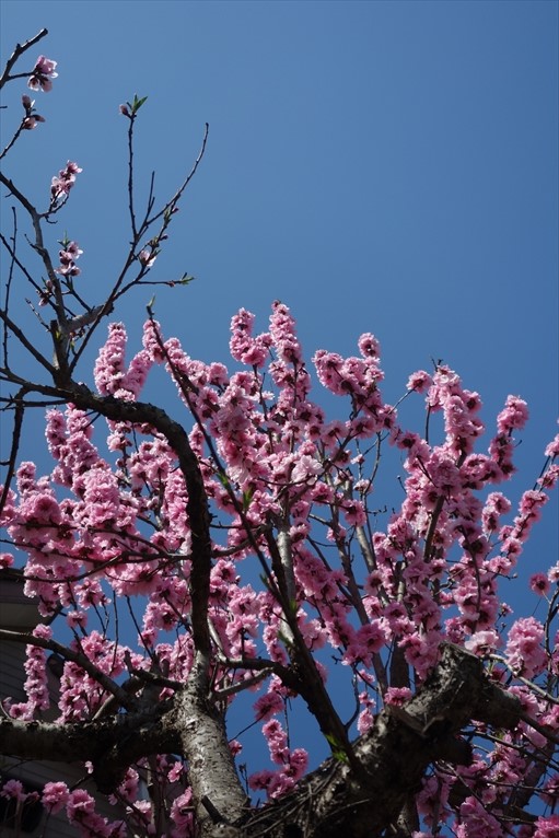 東京 旅館 ランチ