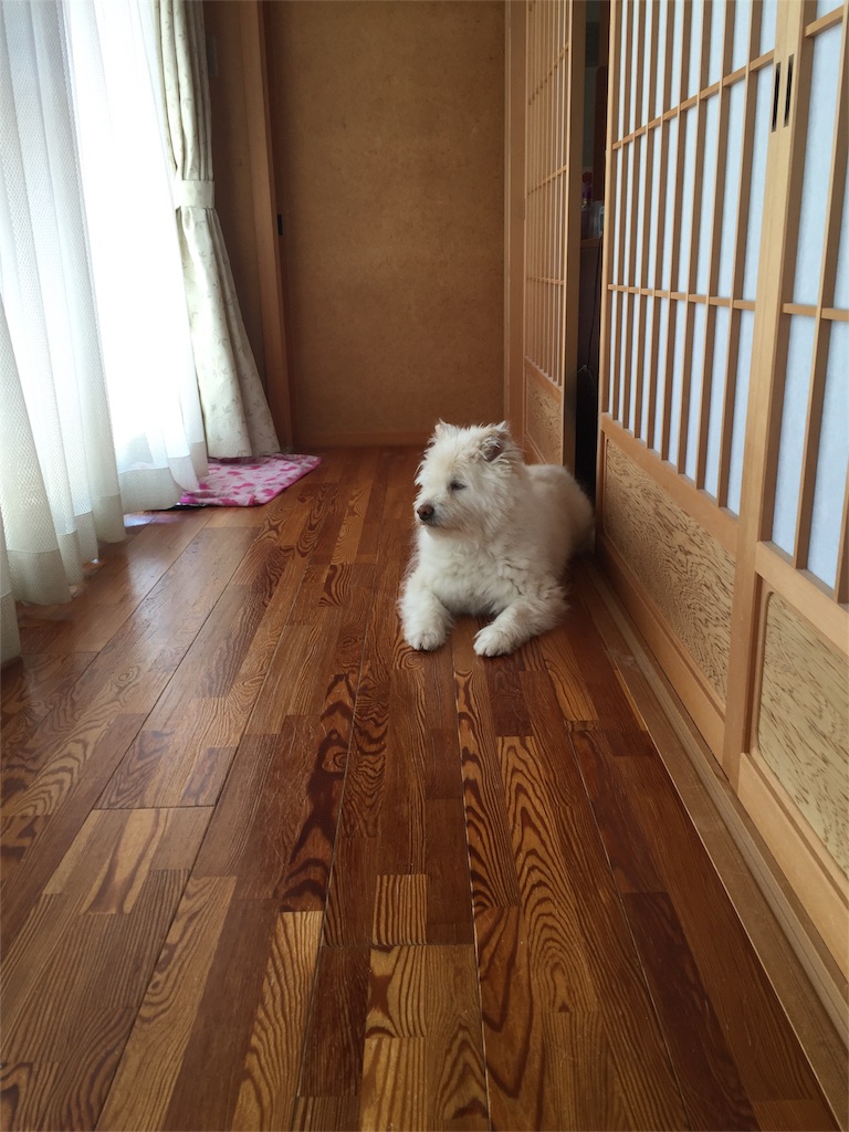 f:id:sukajantentyo83:20160515232544j:image f:id:sukajantentyo83:20160515232544j:image