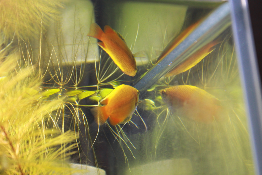 f:id:sukiyaki_happy:20160410232204j:plain