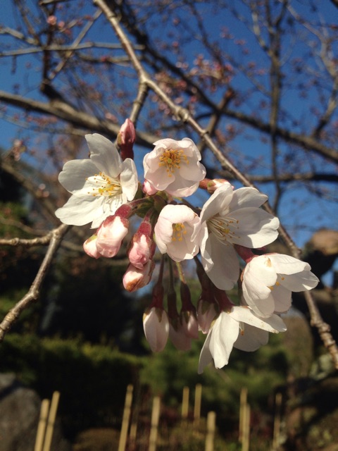 f:id:sukosimo_samuku_nice:20150327003139j:plain f:id:sukosimo_samuku_nice:20150327003139j:plain
