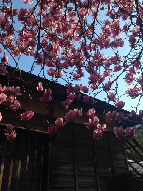 f:id:sukosimo_samuku_nice:20150327003223j:plain f:id:sukosimo_samuku_nice:20150327003223j:plain