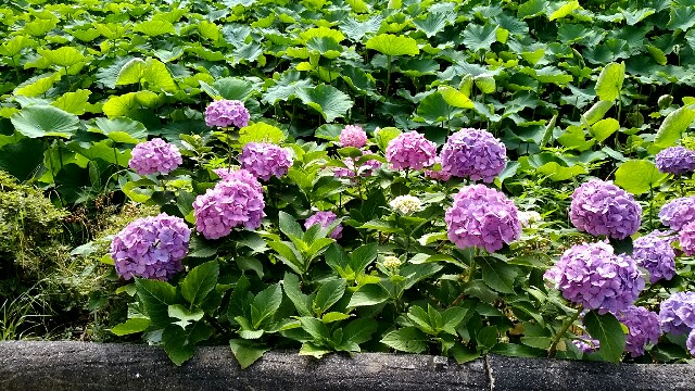 f:id:sumimame:20160618204149j:image f:id:sumimame:20160618204149j:image