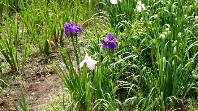 f:id:sumimame:20160618204235j:image f:id:sumimame:20160618204235j:image