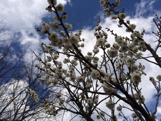 f:id:suna622:20150312220506j:plain f:id:suna622:20150312220506j:plain