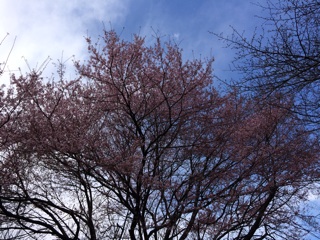 f:id:suna622:20150409135541j:plain f:id:suna622:20150409135541j:plain