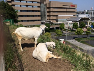 f:id:suna622:20150508125550j:plain f:id:suna622:20150508125550j:plain