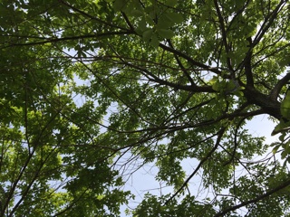 f:id:suna622:20150514150125j:plain f:id:suna622:20150514150125j:plain
