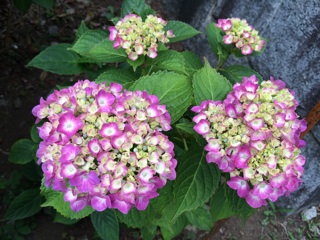 f:id:suna622:20150604110604j:plain f:id:suna622:20150604110604j:plain
