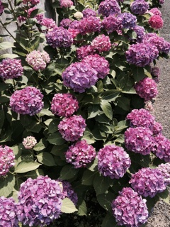 f:id:suna622:20150615213212j:plain f:id:suna622:20150615213212j:plain